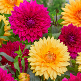 Dahlia Dinner Plate Companion Collection