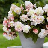 Begonia Odorata Collection (3)