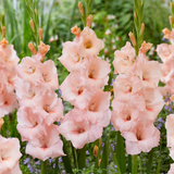 Gladiolus 'Apricot Beauty'