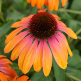 Plants for Clay Soil Collection