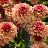 Dahlia Crème Collection