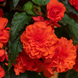 Begonia Nonstop Joy Orange
