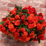 Begonia Nonstop Joy Orange