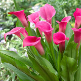 Cut Flower Collection