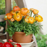 Cut Flower Collection
