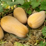 Vegetable Patch Seed Collection