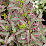 Pittosporum Collection x4