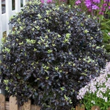 Pittosporum Collection x4