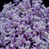 Pittosporum Collection x4