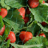 15mm Mesh Garden Netting - Green