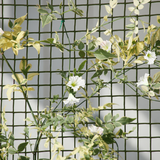 20mm General Purpose Garden Mesh - Green
