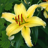Dwarf Oriental Lily Collection