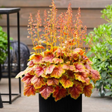 Heuchera 'Eternal Flame'