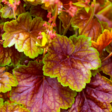 Heuchera 'Eternal Flame'