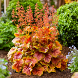 Heuchera 'Eternal Flame'