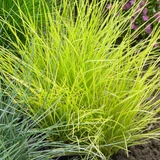 Festuca Collection