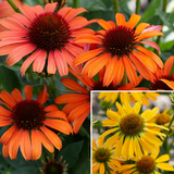 Echinacea Collection