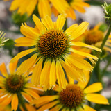 Echinacea Collection