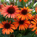 Echinacea Collection