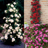 Rose Climbing Collection
