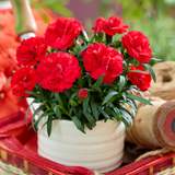 Dianthus Sunflor Collection