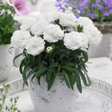 Dianthus Sunflor Collection