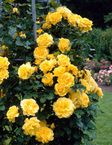 Climbing Rose Collection