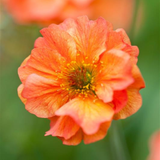 Geum 'Totally Tangerine'
