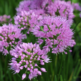 FREE GIFT - Pack of 3 Allium Millennium Loose