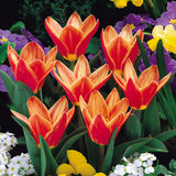 Tulip Shakespeare 11/12cm