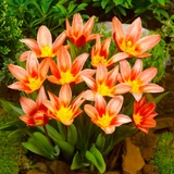 Tulip Shakespeare 11/12cm