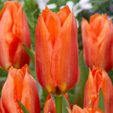 Tulip Princess Household 11/12cm