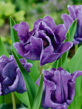 Tulip Blue Parrot
