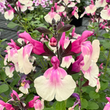 Salvia 'Peach Melba' 9cm