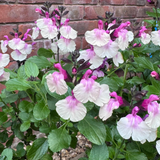 Salvia 'Raspberry Melba' 9cm