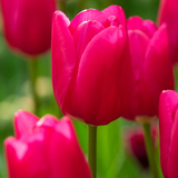 Tulip New Triumph Introductions Collection
