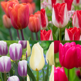 Tulip New Triumph Introductions Collection