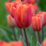 Tulip New Triumph Introductions Collection