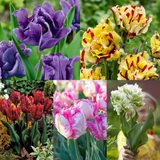 Tulip Unusual Parrot Collection