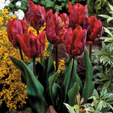 Tulip Unusual Parrot Collection
