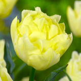 Tulip Double Early Unusual Collection