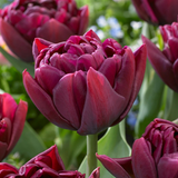 Tulip Double Early Unusual Collection