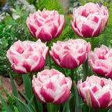 Tulip Double Early Unusual Collection