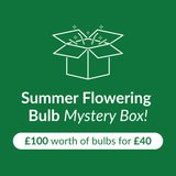 Mystery Box worth £100