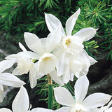 Narcissus 'Thalia'