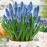 Muscari armeniacum 'Big Smile'