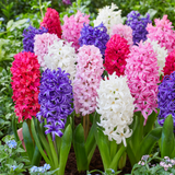 Hyacinth Britannia Mix