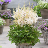 Astilbe chinensis 'Visions' Collection