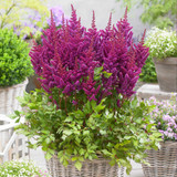 Astilbe chinensis 'Visions' Collection
