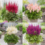 Astilbe chinensis 'Visions' Collection
